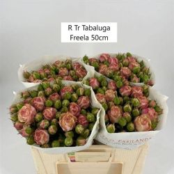  İthal Gül Çardak 50 cm Tabaluga Freela (10dal)