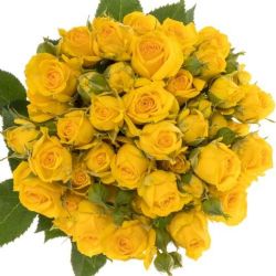  İthal Gül Çardak 50 cm Tarantella (10dal)