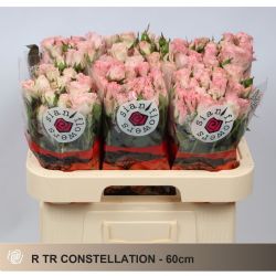  İthal Gül Çardak 60 cm Constellation (10dal)