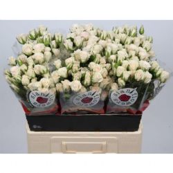  İthal Gül Çardak 60 cm Royal Porcelina (10 Dal)