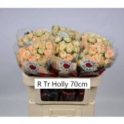  İthal Gül Çardak 70 cm Holly (10dal)