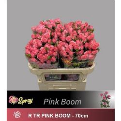  İthal Gül Çardak 70 cm Pink Boom (10 dal)