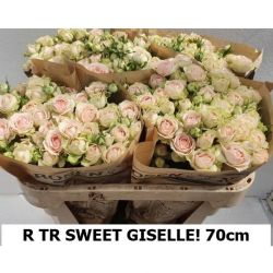  İthal Gül Çardak 70 cm Sweet Giselle (10dal)