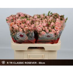  İthal Gül Çardak Classic Forever (10 dal-60cm)