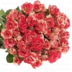  İthal Gül Çardak Fireworks (10dal-40cm)