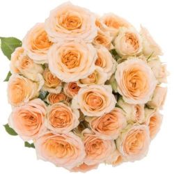  İthal Gül Çardak Rosanella (10 dal-50cm)