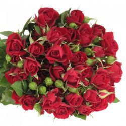  İthal Gül Çardak Rubicon (10dal-50cm)