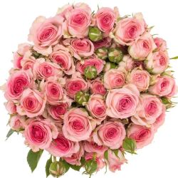  İthal Gül Çardak Tralala (10 dal-40cm)