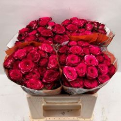  İthal Gül Çardak Vanessa (10 dal-40cm)