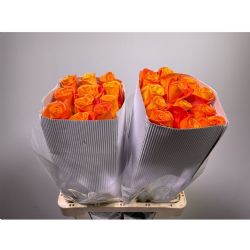  İthal Gül Confidental (Ekvator Gül-25 dal-60cm)