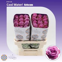  İthal Gül Cool Water (Ekvator-25 dal-60cm)