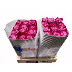  İthal Gül Deep Purple (Ekvator Gül-25 dal-60cm)