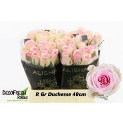  İthal Gül Duchesse (10dal-40cm)
