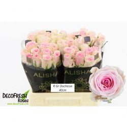  İthal Gül Duchesse (10dal-40cm)