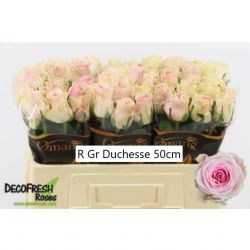  İthal Gül Duchesse (10dal-50cm)