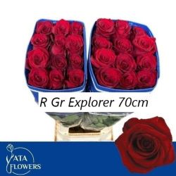 İthal Gül Ekvator Explorer (25dal-70cm)