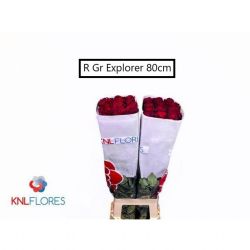  İthal Gül Ekvator Explorer (25dal-80cm)