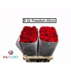  İthal Gül Freedom (Ekvator Gül-25 dal-60cm)