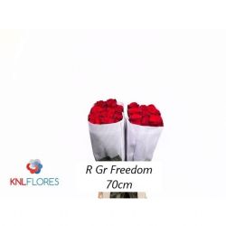  İthal Gül Freedom (Ekvator Gül-25 dal-70cm)