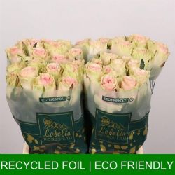  İthal Gül Frutteto (10 dal-40cm)