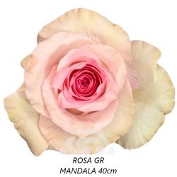  İthal Gül Mandala (Ekvator Gül-25 dal-40cm)