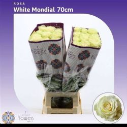  İthal Gül Mondial (Ekvator Gül-25 dal-70cm)
