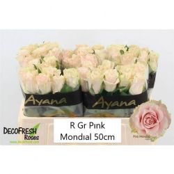  İthal Gül Pink Mondial (10 dal-50cm)