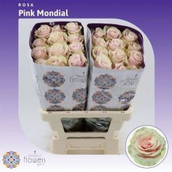  İthal Gül Pink Mondial (Ekvator Gül-25 dal-60cm)