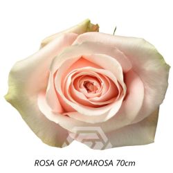  İthal Gül Pomarosa (Ekvator Gül-25 dal-70cm)