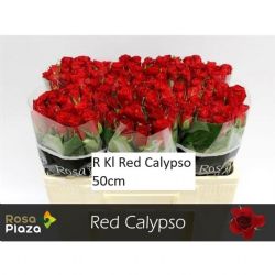  İthal Gül Red Calypso (Ufak Kafalı -20 dal-50cm)