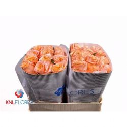  İthal Gül Shimmer (25dal-70cm)