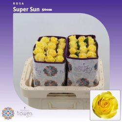  İthal Gül Super Sun (Ekvator Gül-25 dal-50cm)