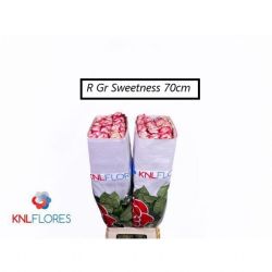  İthal Gül Sweetnesse (Ekvator Gül-25 dal-70cm)