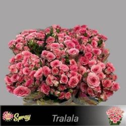  İthal Gül Tralala (10 dal-40cm)