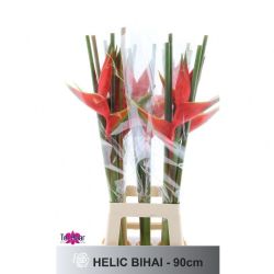  İthal Heliconia Bihai (10 dal-90 cm)