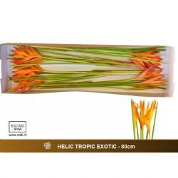  İthal Heliconia Tropic Exotic (10 dal-80 cm)