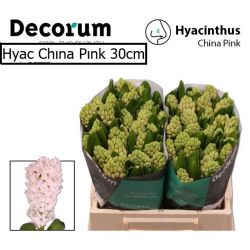  İthal Hyacinthus China Pink (Sümbül-25 dal-30 cm)