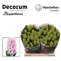  İthal Hyacinthus Fondant (Sümbül-25 dal-32 cm)