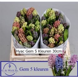  İthal Hyacinthus Gem 5 Kleuren (5 Renk Mix Sümbül-25 dal-30cm)