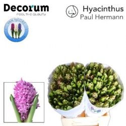  İthal Hyacinthus Paul Hermann (Sümbül-25 dal-30 cm)