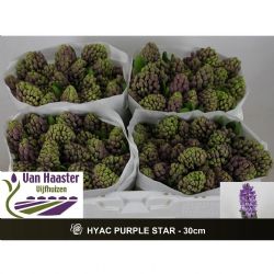  İthal Hyacinthus Purple Star (Lila Sümbül-25 dal-30cm)