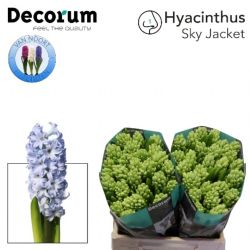  İthal Hyacinthus Sky Jacket (Sümbül-25 dal-30 cm)