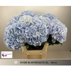  İthal Hydrange M Aphrodite BL (Ortanca-5 dal-80cm)