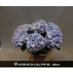  İthal Hydrangea Lolly Pop Blue (Ortanca - 5 dal-60cm)