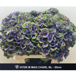  İthal Hydrangea M Charaottel Blau (Ortanca - 5 dal 60cm)