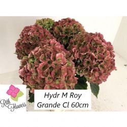  İthal Hydrangea M Grande Cl (Ortanca - 5 dal 60cm)