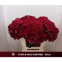  İthal Hydrangea M Mag Rubyred (Ortanca - 5 dal 60cm)