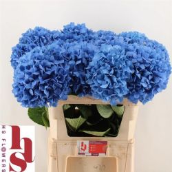  İthal Hydrangea M Pimpernel (Ortanca-5 Dal-80cm)