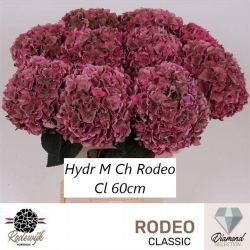  İthal Hydrangea M Rodeo Cl (Ortanca-5 Dal-60 cm)