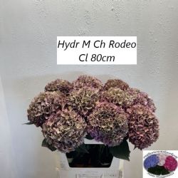  İthal Hydrangea M Rodeo Cl (Ortanca-5 Dal-80 cm)